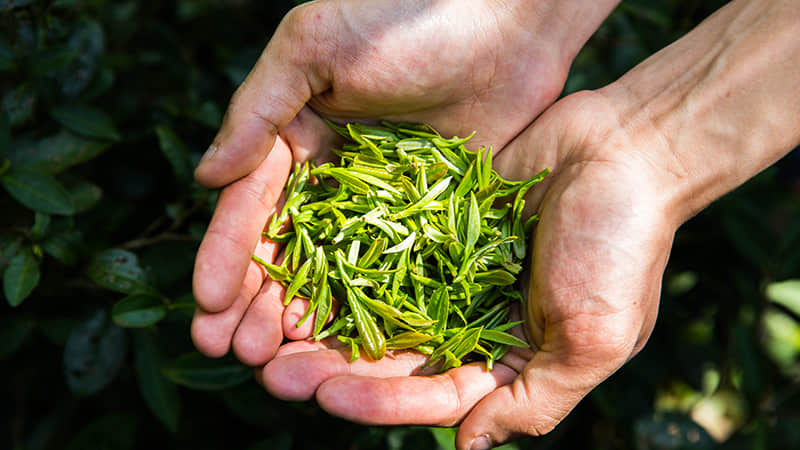 名優茶（綠茶）流水線